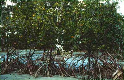 Mangrove forest can be found in coastal areas where sea water and fresh water mix. Due to the influx of organic material in the waters, biological productivity here is very high. 